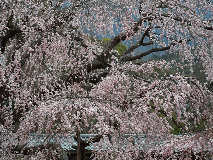 醍醐寺_しだれ桜_2013yaotomi_13s.jpg