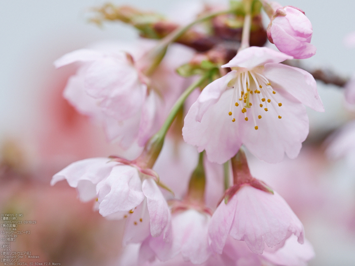 醍醐寺_しだれ桜_2013yaotomi_21s.jpg