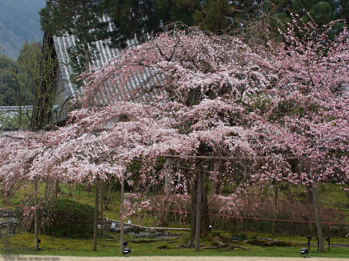 醍醐寺_しだれ桜_2013yaotomi_22s.jpg