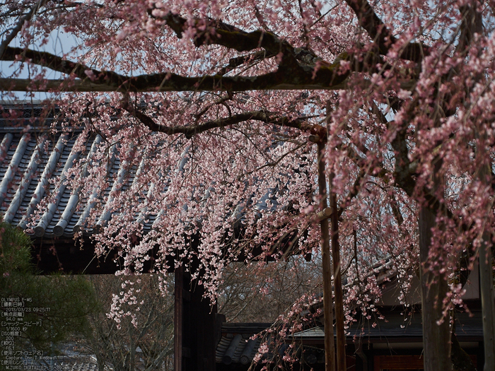 醍醐寺_しだれ桜_2013yaotomi_26s.jpg