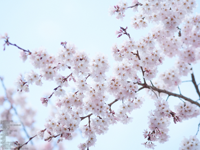 醍醐寺_しだれ桜_2013yaotomi_27s.jpg