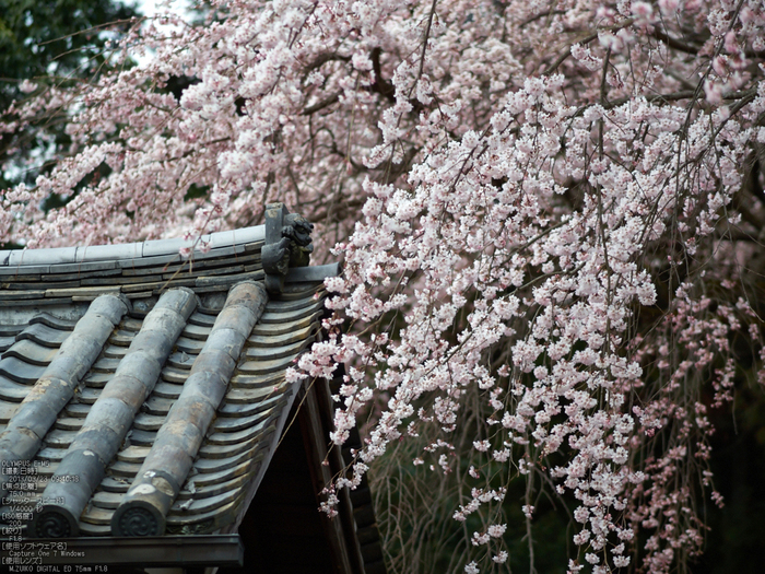 醍醐寺_しだれ桜_2013yaotomi_31s.jpg