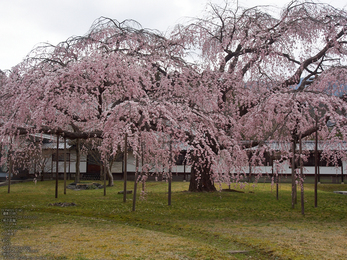 醍醐寺_しだれ桜_2013yaotomi_5s.jpg