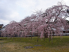 醍醐寺_しだれ桜_2013yaotomi_6s.jpg