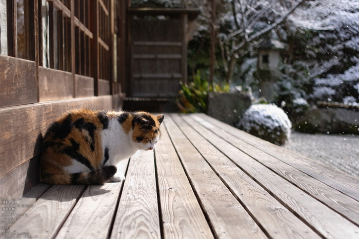 金福寺_雪景_2013yaotomi_17s.jpg