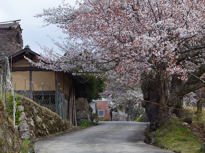 三多気の桜_2013yaotomi_10s.jpg