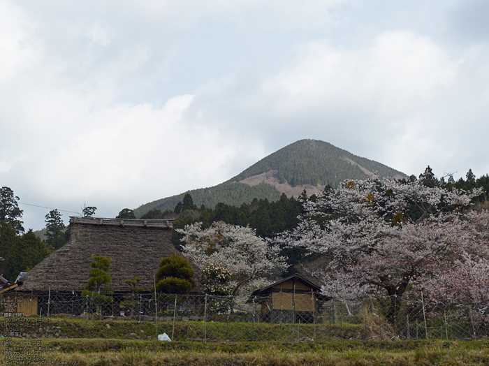 三多気の桜_2013yaotomi_11s.jpg