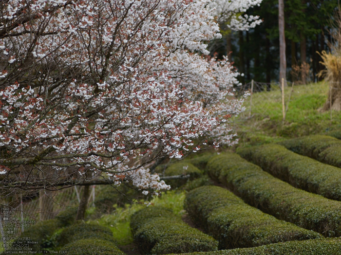 三多気の桜_2013yaotomi_12s.jpg