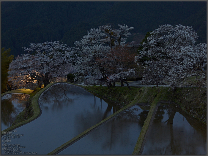 三多気の桜_2013yaotomi_1st.jpg