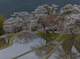 三多気の桜_2013yaotomi_2f.jpg