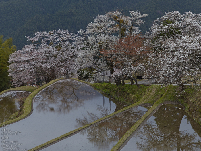 三多気の桜_2013yaotomi_2s.jpg