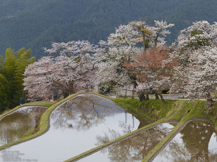 三多気の桜_2013yaotomi_3s.jpg