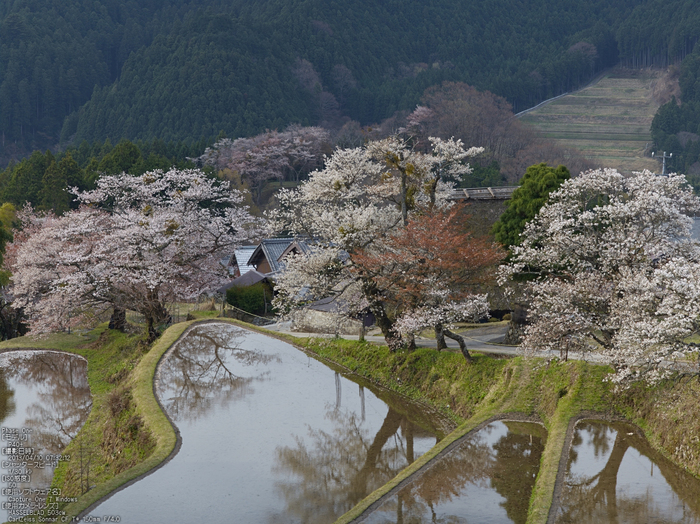 三多気の桜_2013yaotomi_7s.jpg