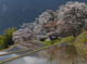 三多気の桜_2013yaotomi_8f.jpg