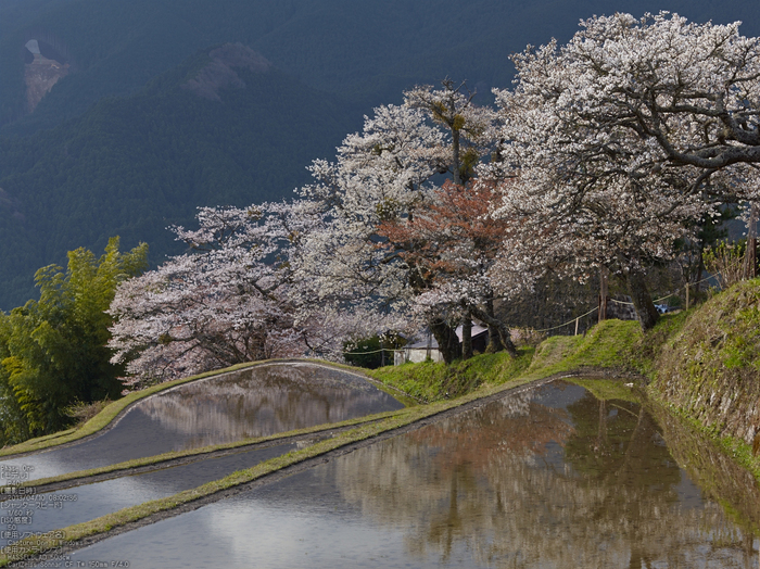 三多気の桜_2013yaotomi_8s.jpg