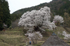 仏隆寺千年桜_K5IIs_2013yaotomi_1f.jpg