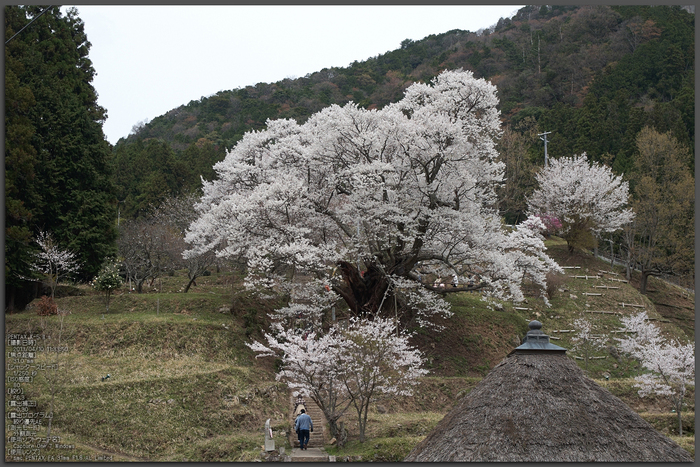 仏隆寺千年桜_K5IIs_2013yaotomi_1st.jpg