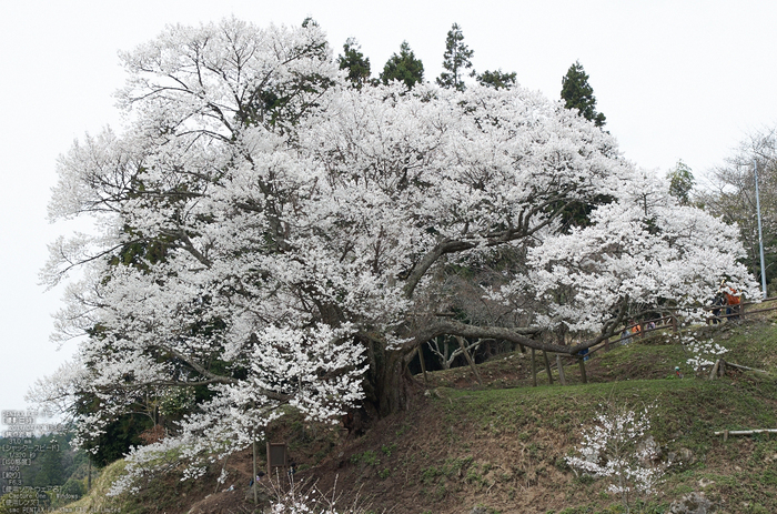 仏隆寺千年桜_K5IIs_2013yaotomi_5s.jpg