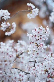 光明寺の桜_2013yaotomi_11s.jpg