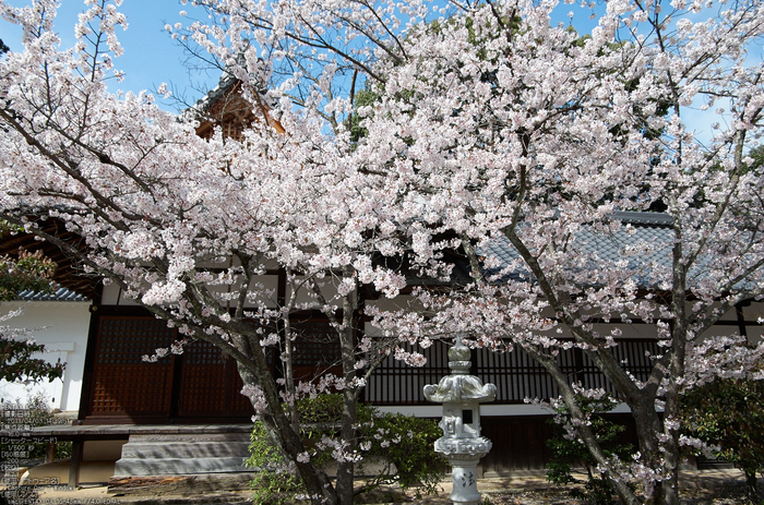 光明寺の桜_2013yaotomi_12s.jpg