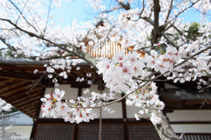 光明寺の桜_2013yaotomi_15s.jpg