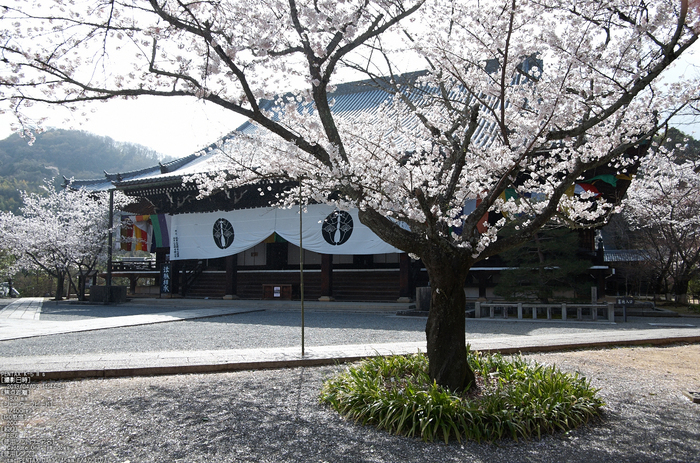 光明寺の桜_2013yaotomi_16s.jpg