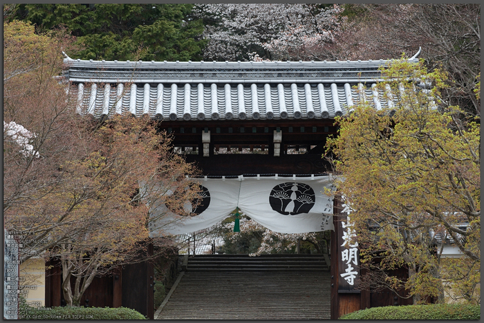 光明寺の桜_2013yaotomi_1st.jpg