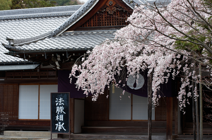 光明寺の桜_2013yaotomi_25s.jpg