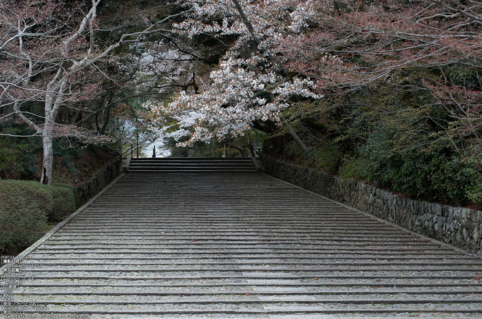 光明寺の桜_2013yaotomi_5s.jpg