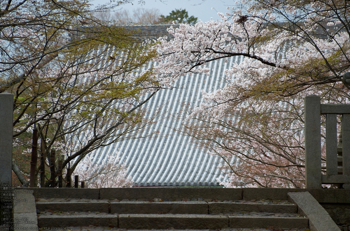 光明寺の桜_2013yaotomi_7s.jpg