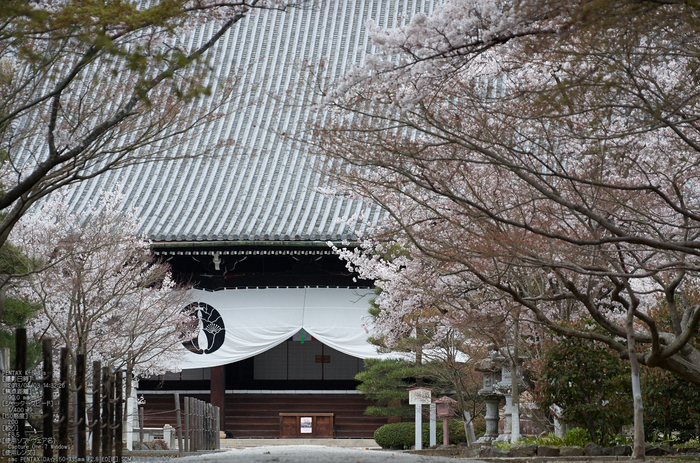 光明寺の桜_2013yaotomi_8s.jpg