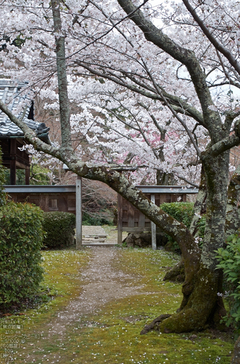 勝持寺(花の寺)の桜_2013yaotomi_12s.jpg