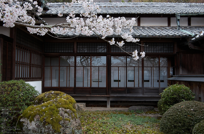 勝持寺(花の寺)の桜_2013yaotomi_13s.jpg