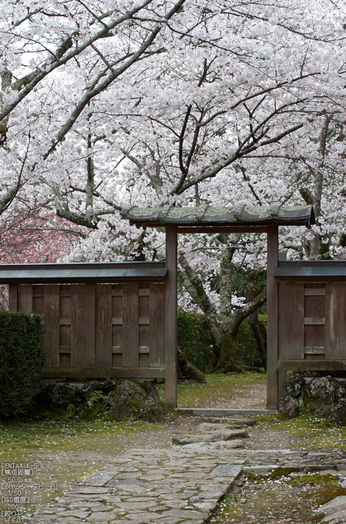 勝持寺(花の寺)の桜_2013yaotomi_15s.jpg