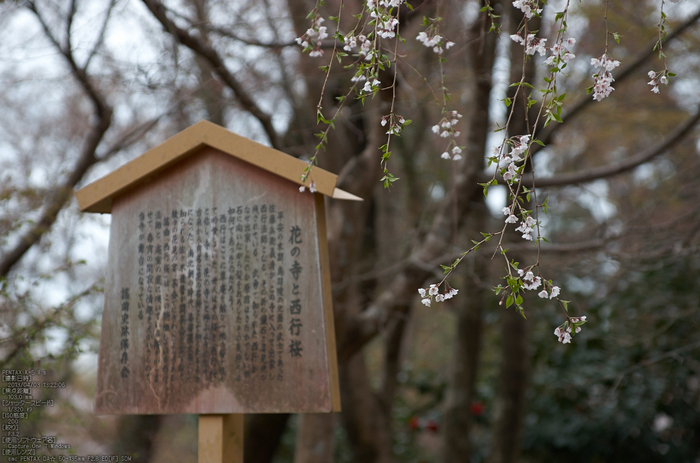 勝持寺(花の寺)の桜_2013yaotomi_17s.jpg