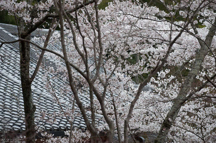 勝持寺(花の寺)の桜_2013yaotomi_18s.jpg