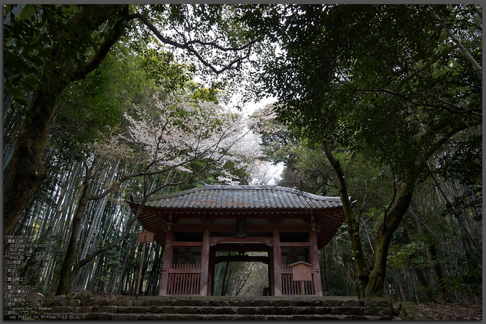 勝持寺(花の寺)の桜_2013yaotomi_1st.jpg