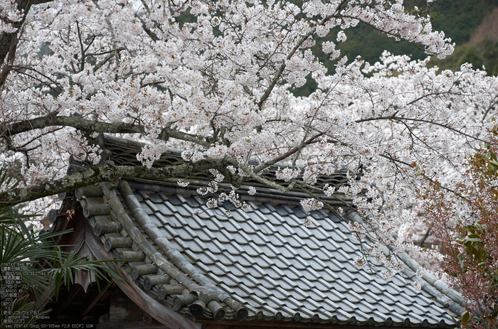 勝持寺(花の寺)の桜_2013yaotomi_20s.jpg