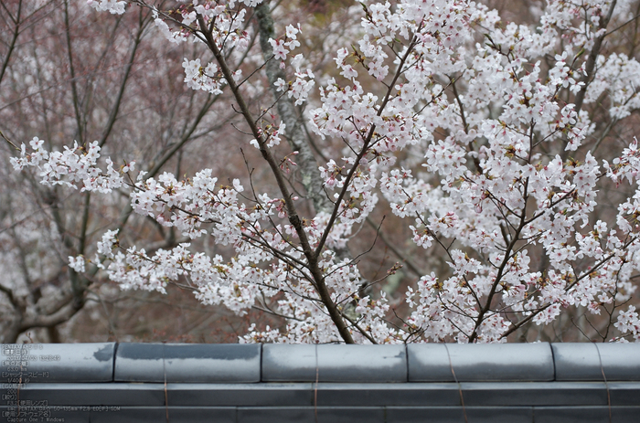 勝持寺(花の寺)の桜_2013yaotomi_22s.jpg