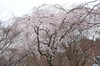 勝持寺(花の寺)の桜_2013yaotomi_25s.jpg