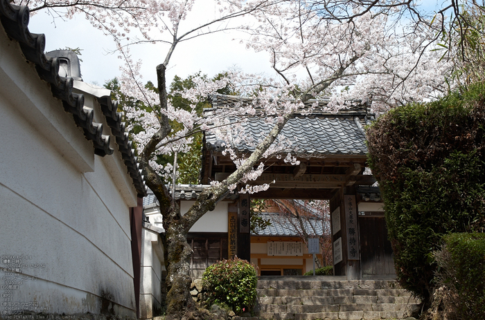 勝持寺(花の寺)の桜_2013yaotomi_2s.jpg