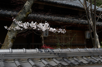 勝持寺(花の寺)の桜_2013yaotomi_5s.jpg