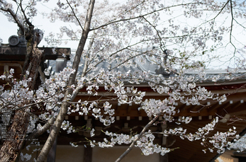 勝持寺(花の寺)の桜_2013yaotomi_6s.jpg