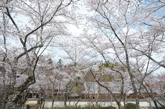 勝持寺(花の寺)の桜_2013yaotomi_7s.jpg