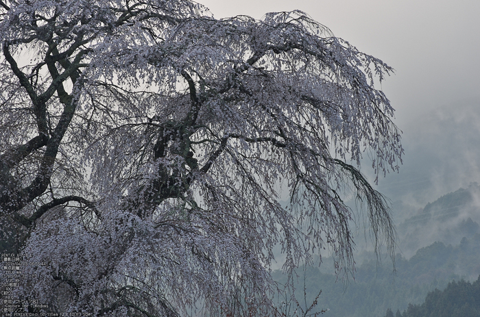 又兵衛桜（大宇陀）_2013yaotomi_10s.jpg