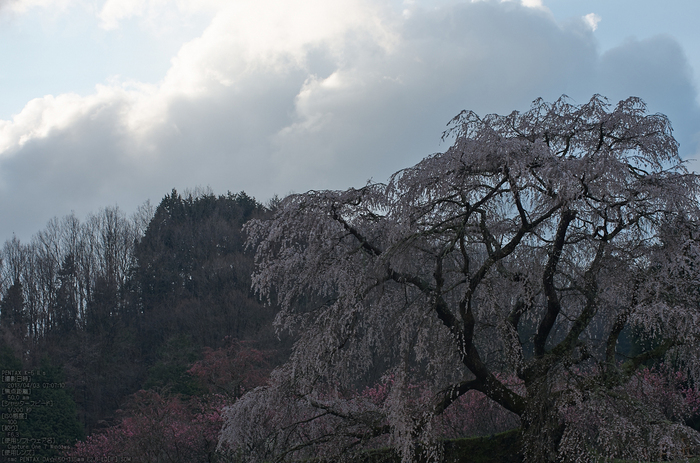 又兵衛桜（大宇陀）_2013yaotomi_11s.jpg