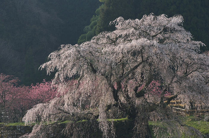 又兵衛桜（大宇陀）_2013yaotomi_13s.jpg