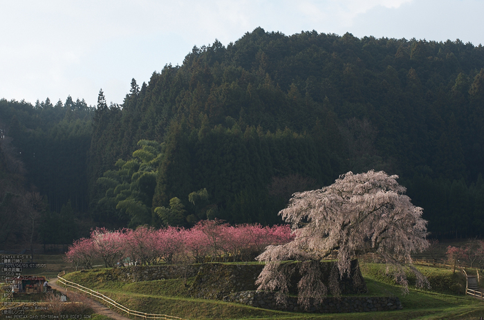 又兵衛桜（大宇陀）_2013yaotomi_16s.jpg