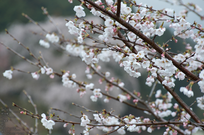 又兵衛桜（大宇陀）_2013yaotomi_17s.jpg