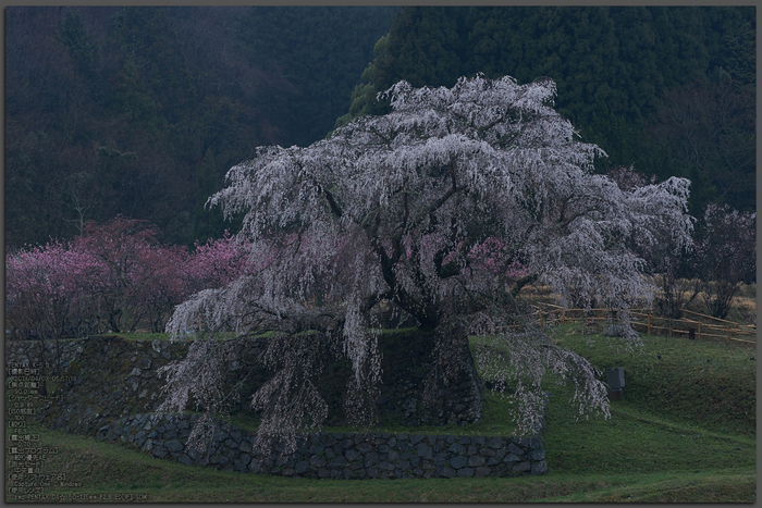 又兵衛桜（大宇陀）_2013yaotomi_1st.jpg